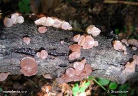 Attēlu rezultāti vaicājumam “Neobulgaria pura”