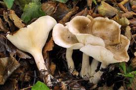 Attēlu rezultāti vaicājumam “Clitocybe nebularis”