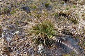 Attēlu rezultāti vaicājumam “Juncus squarrosus fruit”