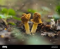 Attēlu rezultāti vaicājumam “Verpa bohemica”