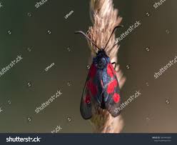 Attēlu rezultāti vaicājumam “Zygaena sp.”