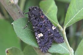 Attēlu rezultāti vaicājumam “Melanchra persicariae”