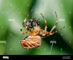 Attēlu rezultāti vaicājumam “Araneus diadematus female”