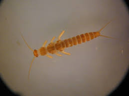 Attēlu rezultāti vaicājumam “Plecoptera”