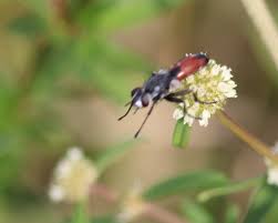 Attēlu rezultāti vaicājumam “Cylindromyia sp.”