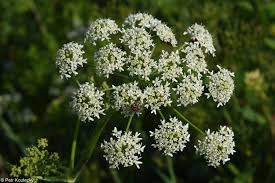 Image result for Heracleum sphondylium