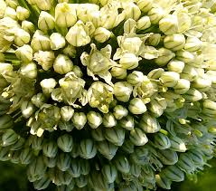 Attēlu rezultāti vaicājumam “Oenothera rubricauli flower”