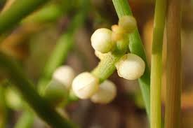 Attēlu rezultāti vaicājumam “Chara filiformis”