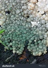 Attēlu rezultāti vaicājumam “Hypocrea gelatinosa”