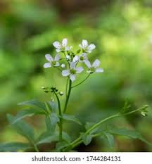 Attēlu rezultāti vaicājumam “Cardamine amara leaf”