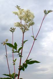 Attēlu rezultāti vaicājumam “Filipendula ulmaria”