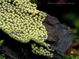 Attēlu rezultāti vaicājumam “Lamproderma violaceum”