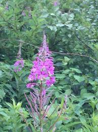 Attēlu rezultāti vaicājumam “Epilobium angustifolium bud”