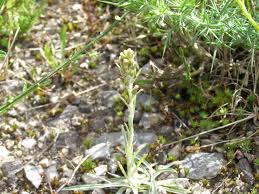 Attēlu rezultāti vaicājumam “Gnaphalium sylvaticum flower”