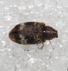 Attēlu rezultāti vaicājumam “Anthonomus phyllocola”