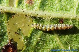 Attēlu rezultāti vaicājumam “Bucculatricidae”