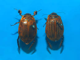 Attēlu rezultāti vaicājumam “Acilius sulcatus male”