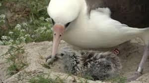 Image result for albatross dead chick