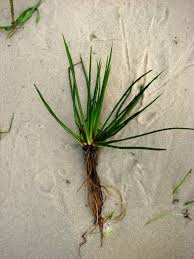 Attēlu rezultāti vaicājumam “Isoetes lacustris”