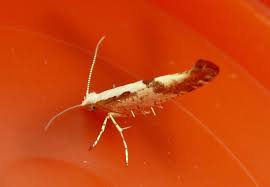 Attēlu rezultāti vaicājumam “Argyresthia pruniella”