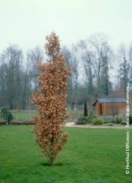 Attēlu rezultāti vaicājumam “Quercus robur Fastigiata”