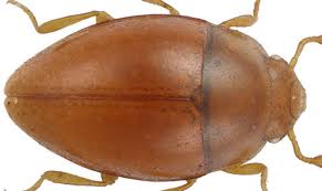 Attēlu rezultāti vaicājumam “Endomychidae”