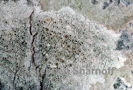 Attēlu rezultāti vaicājumam “Lecanora allophana”