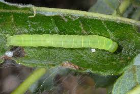 Attēlu rezultāti vaicājumam “Nycteola degenerana”