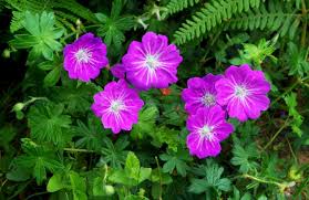 Attēlu rezultāti vaicājumam “Geranium sanguineum leaf”