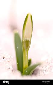 Attēlu rezultāti vaicājumam “Galanthus nivalis bud”