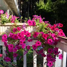 Image result for Petunia