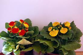 Image result for Calceolaria