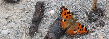Attēlu rezultāti vaicājumam “Nymphalis polychloros upperside”