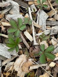 Attēlu rezultāti vaicājumam “Potentilla reptans leaf”