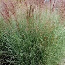 Image result for Miscanthus sinensis Zebrina