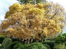 Attēlu rezultāti vaicājumam “Fraxinus excelsior Pendula”