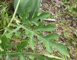 Attēlu rezultāti vaicājumam “Citrullus lanatus leaf”
