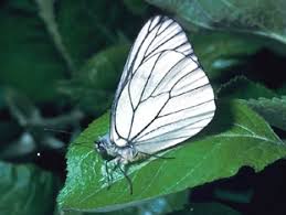 Attēlu rezultāti vaicājumam “Aporia crataegi larva”