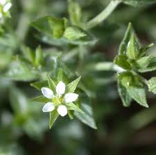Attēlu rezultāti vaicājumam “Arenaria serpyllifolia flower”