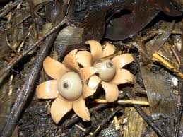 Attēlu rezultāti vaicājumam “Geastrum fimbriatum”