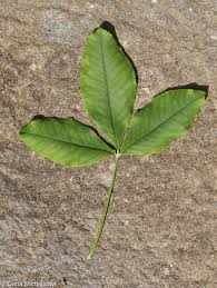 Attēlu rezultāti vaicājumam “Laburnum anagyroides leaf”