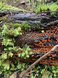 Attēlu rezultāti vaicājumam “Hemitrichia decipiens var. hemitrichoides”