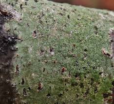 Attēlu rezultāti vaicājumam “Lecanora carpinea”