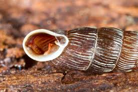 Attēlu rezultāti vaicājumam “Clausiliidae”