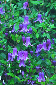 Attēlu rezultāti vaicājumam “Clematis”