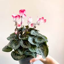 Image result for Cyclamen persicum