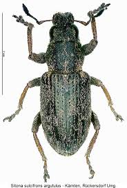 Attēlu rezultāti vaicājumam “Sitona sp.”