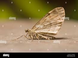 Attēlu rezultāti vaicājumam “Thera variata”