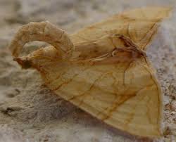 Attēlu rezultāti vaicājumam “Eulithis sp.”
