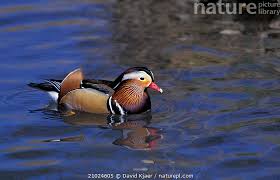 Attēlu rezultāti vaicājumam “Aix galericulata male”